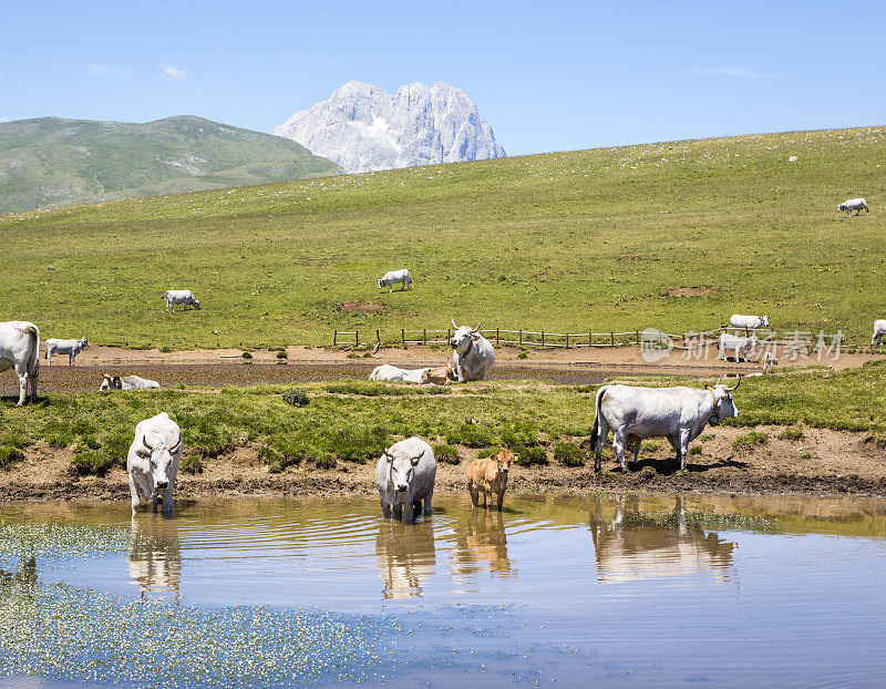 意大利，Abruzzi, Campo Imperatore，池塘边的奶牛